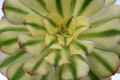 aeonium arboreum variegata 0364