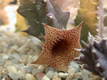 huernia loesneriana02