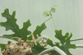 cephaopentandra ecirrhosa 06