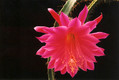 aporocactus vivide