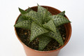 haworthia tesselata 7258