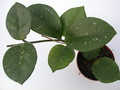 hoya carnosa motoskei 1420