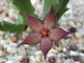 stapelia acuminata7