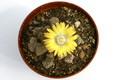 titanopsis hugo schlechteri sb1343 9687