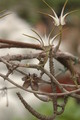 ceropegia stapeliaeformis 8766