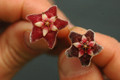 hoya pubicalyx red button 01