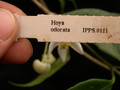 hoya odorata ipps0111 03