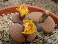 lithops fulviceps 03