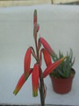 aloe humilis 14