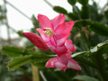 schlumbergera miss shimano 06