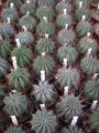 euphorbia horrida 1283