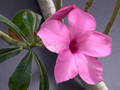 adenium swazicum 0129