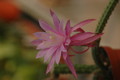 aporocactus royal silk 1299