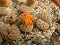 lithops bromfieldii mennellii 03