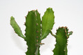 euphorbia vajravelui w 4023