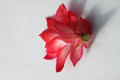 schlumbergera mac 8179