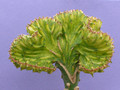 euphorbia lactea cristata green 2206