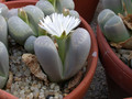 lithops marmorata elisae 04
