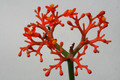 jatropha podagrica 0463