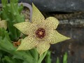 orbea pulchella d1684 1