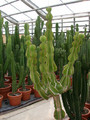 euphorbia avasmontana