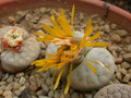 lithops gracilidelineata c262 c374 05