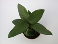 hoya carnosa vietnam 1415