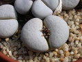 lithops ruschiorum nelii c102 02