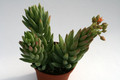 sedum herreianum 7587