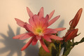 eh crenatus haagei 5820 03