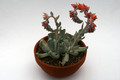 echeveria runyonii topsy turvy 0338