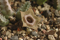 huernia guttata 02