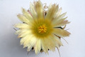 astrophytum crassispinoides 9896