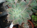 echeveria shawiana 02