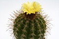 parodia camargensis 9962