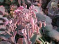 kalanchoe fedtschenkoi