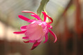 eh exotica 6428 04