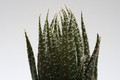 aloe haworthioides mad 7688
