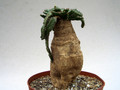 euphorbia stellata 1813
