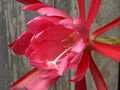 eh lovely lady 7580 1101