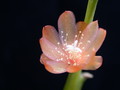 lepismium asuntapatense kessler9800 9715
