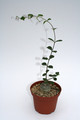 fockea crispa 4042