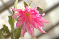 eh monastary garden 7792 01