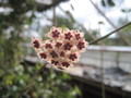 hoya kerrii variegata 1221