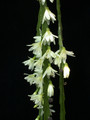 rhipsalis warmingiana04 32