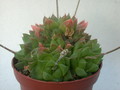 haworthia cuspidata 16
