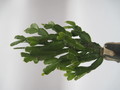 schlumbergera russeliana ehlers 7727