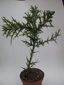 euphorbia stenoclada 1338