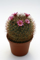 mammillaria apamensis rep910 9746