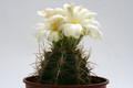 thelocactus bicolor albiflorus 9837